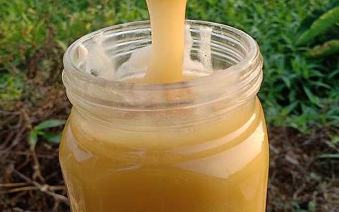 鴨腳木蜜是涼性的嗎(鴨腳木蜜的蜂蜜特性) 鴨腳木蜜是涼性的嗎(鴨腳木蜜的蜂蜜特性)