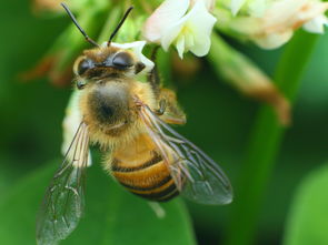 馬蜂最簡單的驅趕方法（在不傷害馬蜂的情況下，如何驅逐馬蜂）