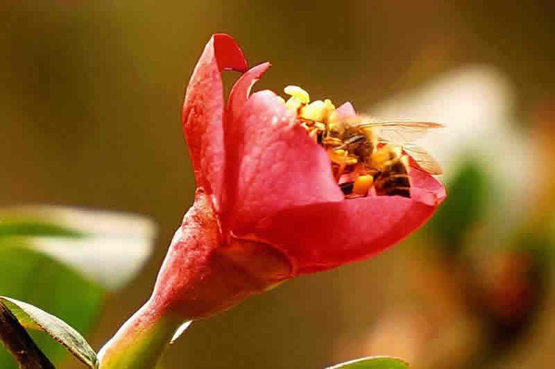 蜂王和蜂后的區別 蜂王和蜂后的區別