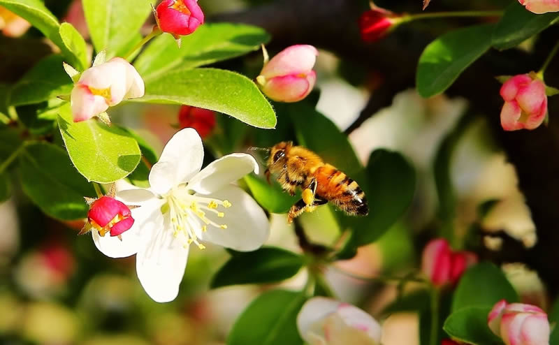 蜂王和蜂后的區別 蜂王和蜂后的區別