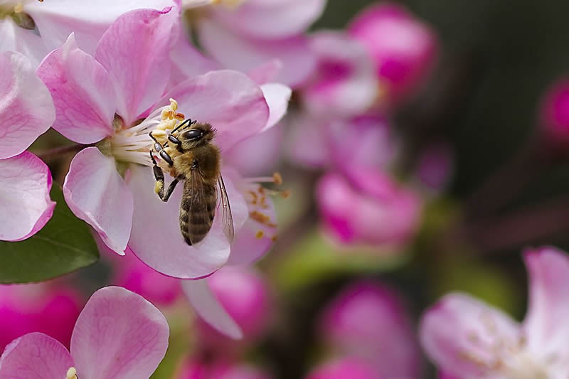 蜂王和蜂后的區別 蜂王和蜂后的區別