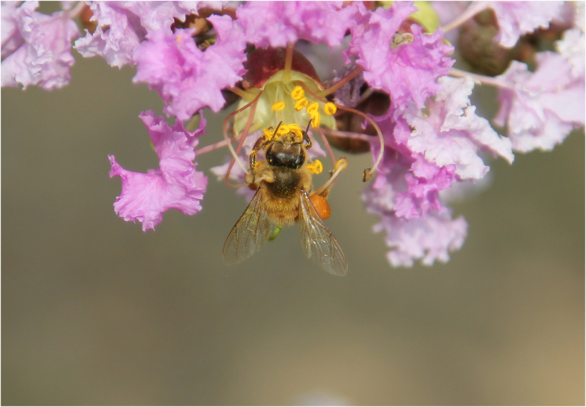 中蜂一斤蜂有幾脾(一斤中蜂蜂量有多少脾) 中蜂一斤蜂有幾脾(一斤中蜂蜂量有多少脾)