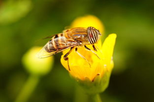 松丹一號后代可作種王嗎(如何科學(xué)使用良種蜂王) 松丹一號后代可作種王嗎(如何科學(xué)使用良種蜂王)