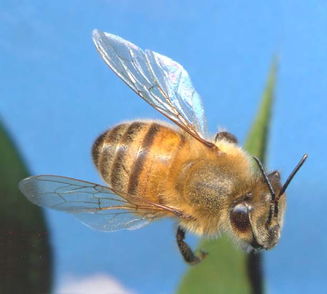 松丹一號后代可作種王嗎(如何科學(xué)使用良種蜂王) 松丹一號后代可作種王嗎(如何科學(xué)使用良種蜂王)