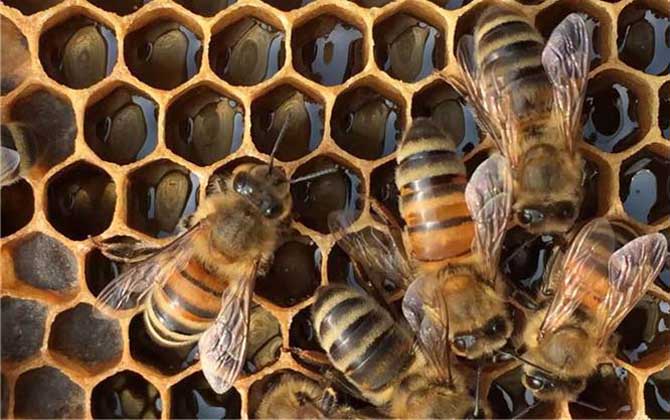 琿春黑蜂盜性強(qiáng)嗎 琿春黑蜂盜性