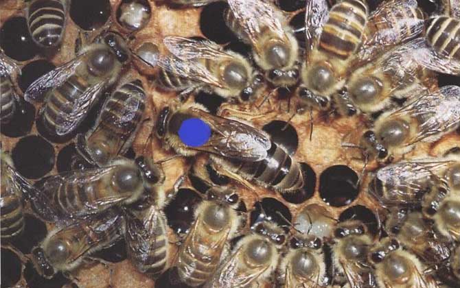 琿春黑蜂盜性強(qiáng)嗎 琿春黑蜂盜性