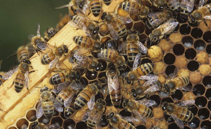 工蜂產卵也會有王臺嗎（蜜蜂工產又有王臺怎么辦）