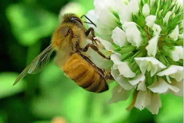 工蜂產(chǎn)卵怎么辦(附帶5種解決辦法) 工蜂產(chǎn)卵怎么辦(附帶5種解決辦法)