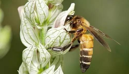 工蜂產(chǎn)卵怎么辦(附帶5種解決辦法) 工蜂產(chǎn)卵怎么辦(附帶5種解決辦法)