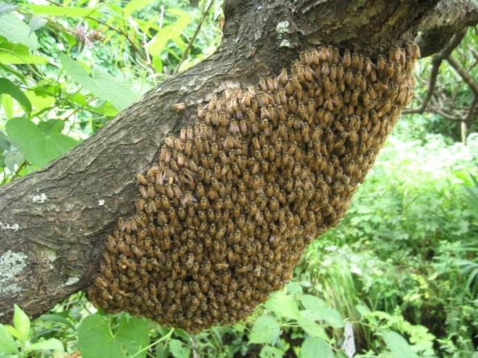 家養蜜蜂冬季怎么保暖? 家養蜜蜂冬季怎么保暖?