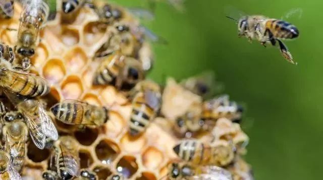 抓住蜂后能控制蜂群嗎(蜂王怎么控制蜂群) 抓住蜂后能控制蜂群嗎(蜂王怎么控制蜂群)