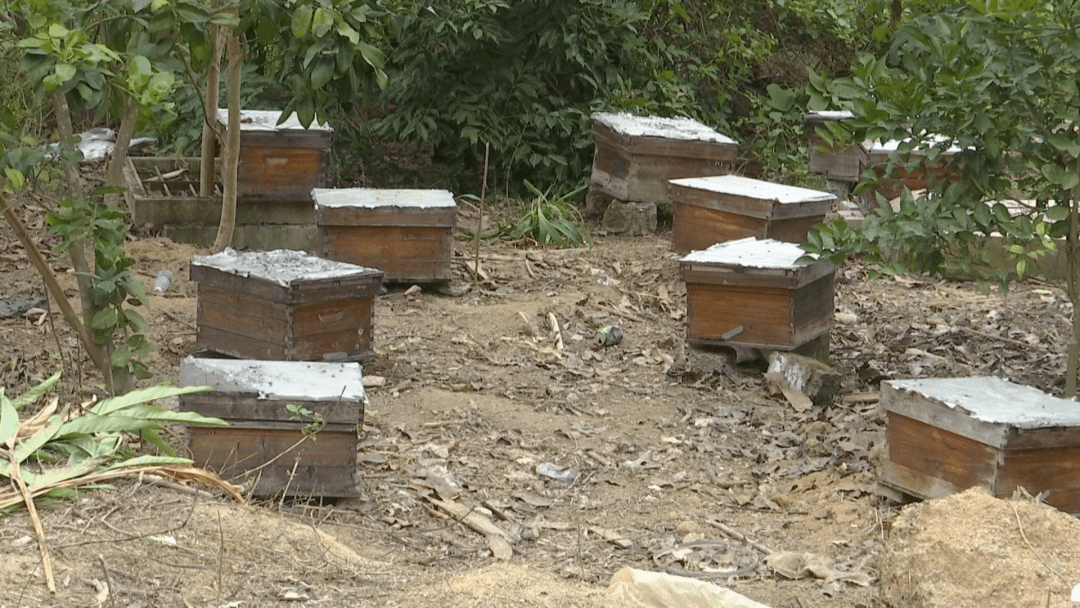 一般大型蜂場(chǎng)養(yǎng)的是中蜂還是意蜂（大型養(yǎng)蜂場(chǎng)是如何飼喂蜂群的）