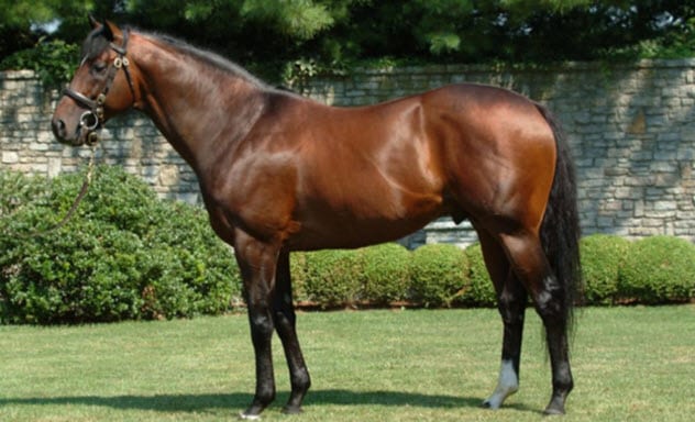 盤點全世界最昂貴的動物 一只豬27萬美元?一只鴿子140萬美元?盤點史上最昂貴的6只動物