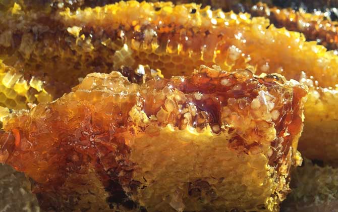 養蜂人怎么打造蜂蜜品牌(怎么做好品牌) 養蜂人怎么打造蜂蜜品牌(怎么做好品牌)