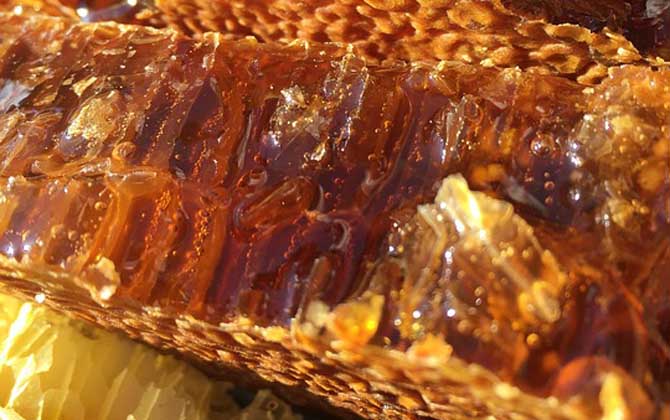 養蜂人怎么打造蜂蜜品牌(怎么做好品牌) 養蜂人怎么打造蜂蜜品牌(怎么做好品牌)