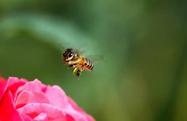 【蜜蜂養(yǎng)殖】2018年蜂王多少錢? 2018年蜂王多少錢?