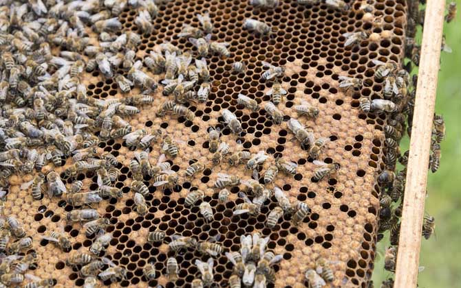 一脾松丹一號意蜂快速繁殖方法(意蜂一脾速繁法及注意事項) 一脾松丹一號意蜂快速繁殖方法(意蜂一脾速繁法及注意事項)