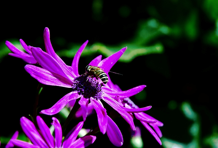 中蜂囚王后處女王會分蜂嗎？