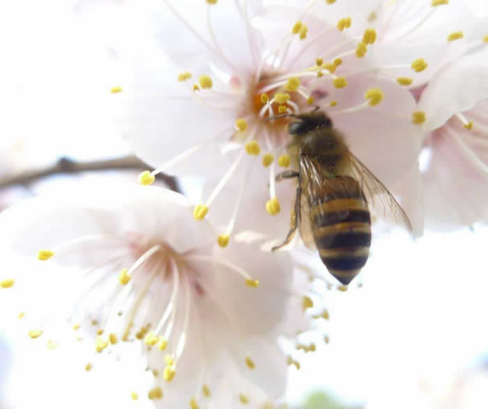 中蜂囚王后處女王會分蜂嗎？