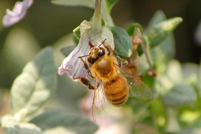 中蜂囚王后處女王會分蜂嗎？