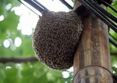 蜜蜂窩怎么處理(發(fā)現(xiàn)蜜蜂窩的處理方法) 蜜蜂窩怎么處理(發(fā)現(xiàn)蜜蜂窩的處理方法)