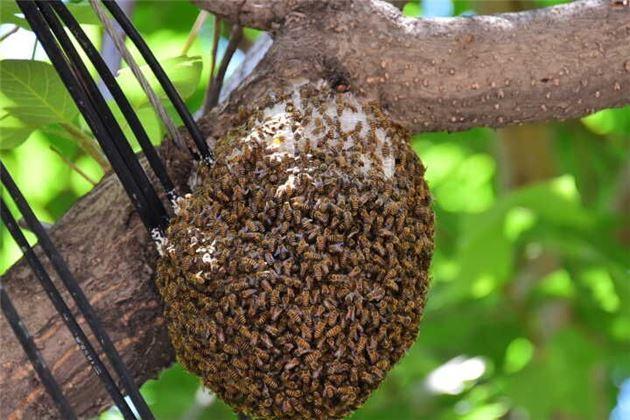 蜜蜂窩怎么處理(發(fā)現(xiàn)蜜蜂窩的處理方法) 蜜蜂窩怎么處理(發(fā)現(xiàn)蜜蜂窩的處理方法)