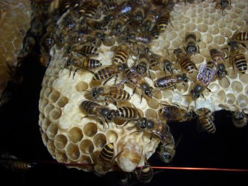 王臺(tái)怎樣介入