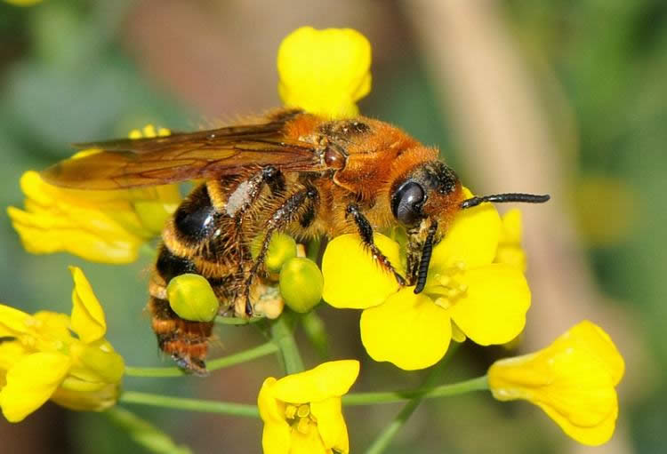 【蜜蜂知識】蜂王的壽命有多長? 蜂王的壽命有多長?