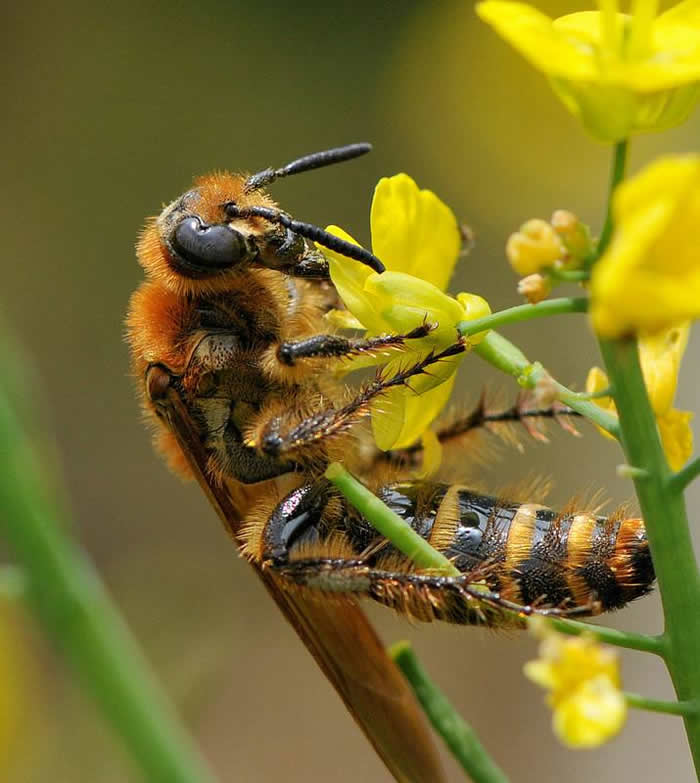 【蜜蜂知識】蜂王的壽命有多長? 蜂王的壽命有多長?