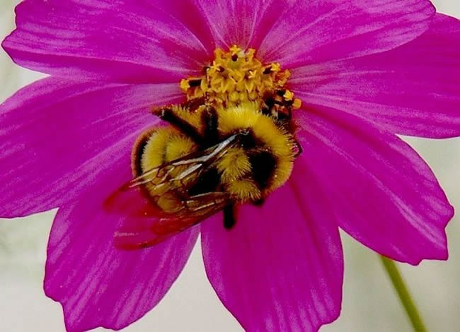 【蜜蜂知識】蜂王的壽命有多長? 蜂王的壽命有多長?