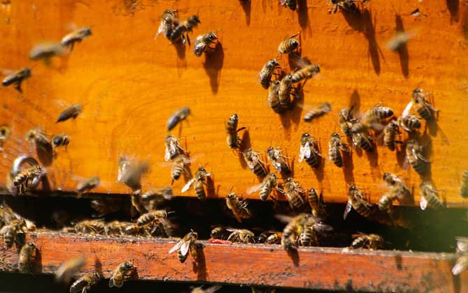 養殖蜜蜂時覆布有什么作用? 蜜蜂覆布作用