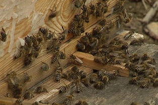 東北黑蜂繁殖技術(shù)（東北黑蜂純種蜂王價(jià)格）