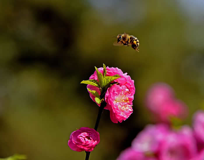 【蜜蜂知識(shí)】意大利蜂最怕什么? 意大利蜂最怕什么?