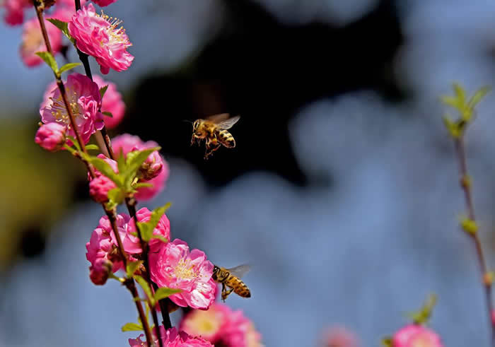 【蜜蜂知識(shí)】意大利蜂最怕什么? 意大利蜂最怕什么?
