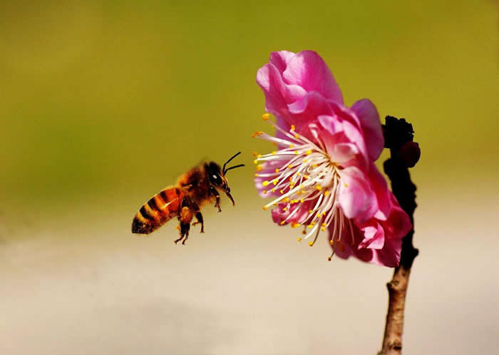 【蜜蜂知識(shí)】意大利蜂最怕什么? 意大利蜂最怕什么?