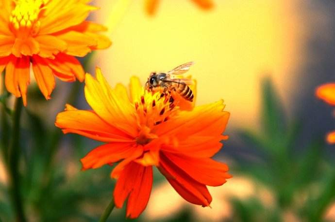 【蜜蜂知識(shí)】意大利蜂最怕什么? 意大利蜂最怕什么?