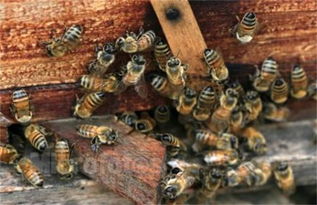 蜜蜂蜂王冬天會產子嗎(冬季蜂王產卵的2大害大) 蜜蜂蜂王冬天會產子嗎(冬季蜂王產卵的2大害大)