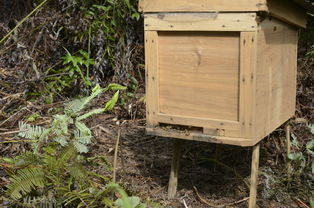 蜜蜂蜂王冬天會產子嗎(冬季蜂王產卵的2大害大) 蜜蜂蜂王冬天會產子嗎(冬季蜂王產卵的2大害大)