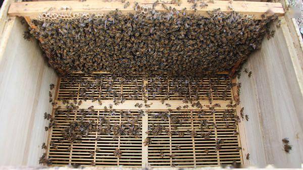 蜜蜂蜂王冬天會產子嗎(冬季蜂王產卵的2大害大) 蜜蜂蜂王冬天會產子嗎(冬季蜂王產卵的2大害大)