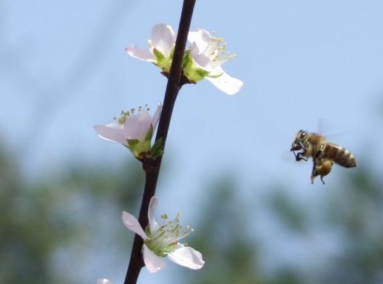 冬季蜜蜂的養(yǎng)殖與管理 冬季蜜蜂的養(yǎng)殖與管理