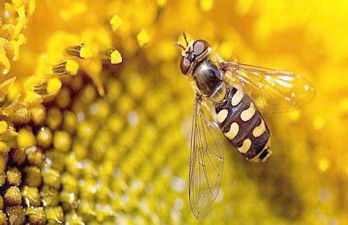 怎樣才能養(yǎng)好蜜蜂？
