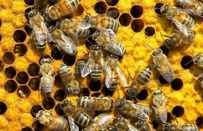 【蜜蜂養(yǎng)殖】蜂王夏季為什么會停止產(chǎn)卵?養(yǎng)蜂人應該如何應對? 蜂王夏季為什么會停止產(chǎn)卵?養(yǎng)蜂人應該如何應對?