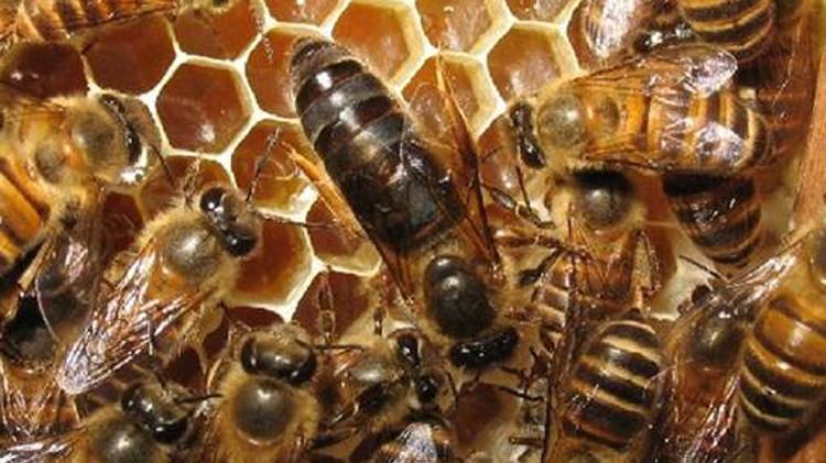 【蜜蜂養(yǎng)殖】蜂王夏季為什么會停止產(chǎn)卵?養(yǎng)蜂人應該如何應對? 蜂王夏季為什么會停止產(chǎn)卵?養(yǎng)蜂人應該如何應對?