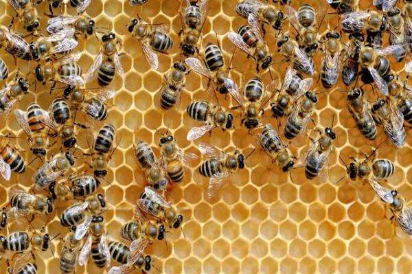 【蜜蜂養(yǎng)殖】蜂王夏季為什么會停止產(chǎn)卵?養(yǎng)蜂人應該如何應對? 蜂王夏季為什么會停止產(chǎn)卵?養(yǎng)蜂人應該如何應對?