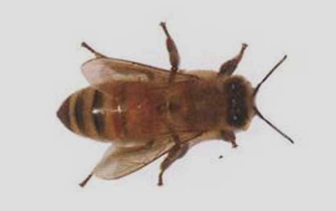 卡尼鄂拉蜂的生產性能怎么樣(卡尼鄂拉蜂蜂種論述) 卡尼鄂拉蜂的生產性能怎么樣(卡尼鄂拉蜂蜂種論述)