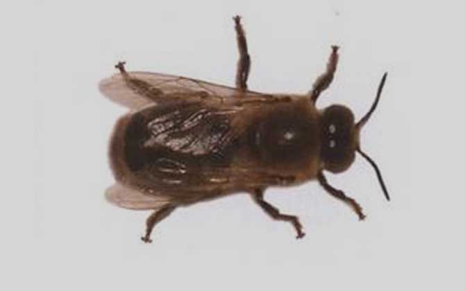 卡尼鄂拉蜂的生產性能怎么樣(卡尼鄂拉蜂蜂種論述) 卡尼鄂拉蜂的生產性能怎么樣(卡尼鄂拉蜂蜂種論述)