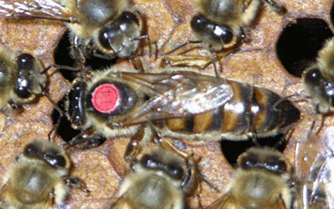 卡尼鄂拉蜂的生產性能怎么樣(卡尼鄂拉蜂蜂種論述) 卡尼鄂拉蜂的生產性能怎么樣(卡尼鄂拉蜂蜂種論述)