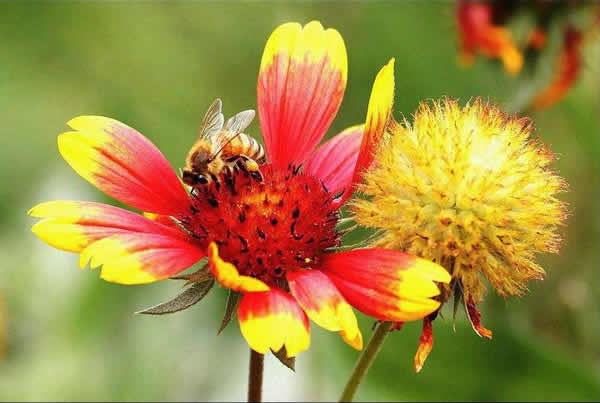 【蜜蜂知識】什么品種的中蜂蜂王最好? 【蜜蜂知識】什么品種的中蜂蜂王最好?