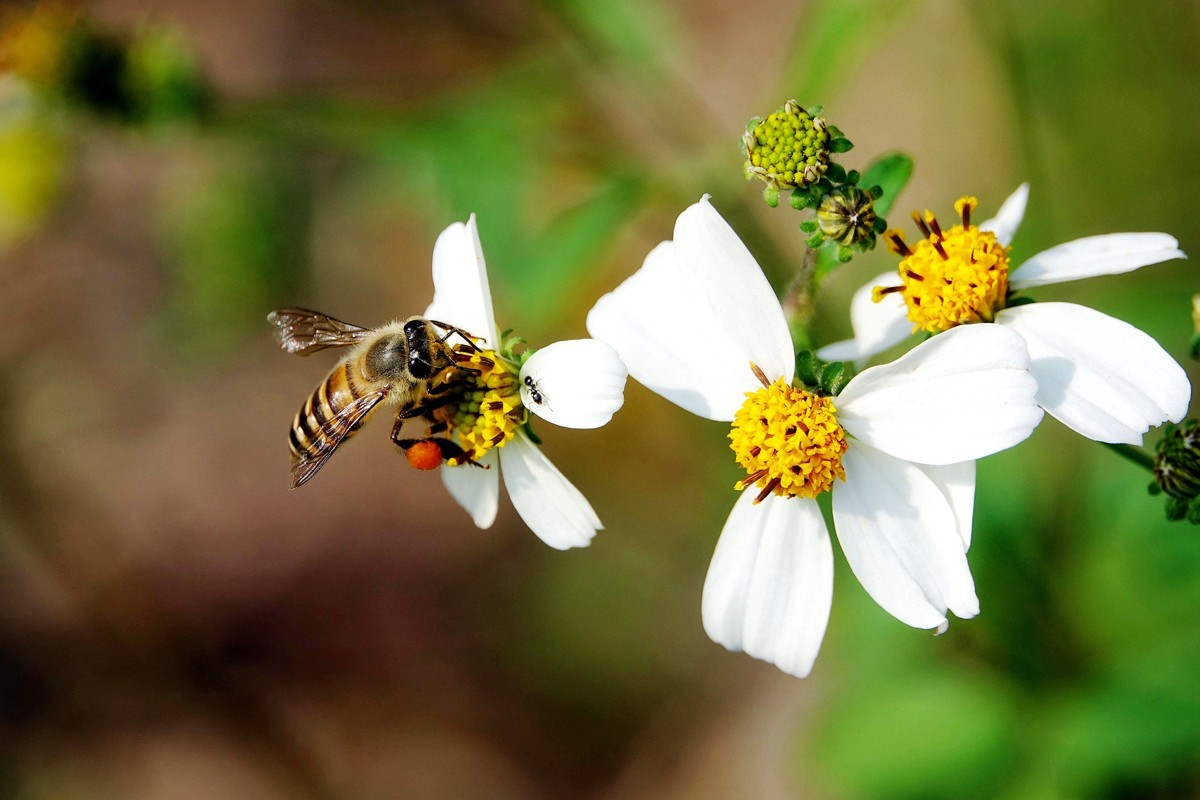 養蜂一箱一年賺多少錢(養蜂投資多少錢) 養蜂一箱一年賺多少錢(養蜂投資多少錢)