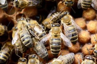 怎么才能加入養蜂協會（如何加入協會，快來看看吧）